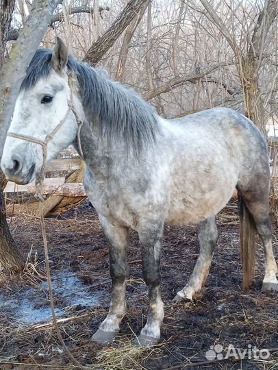 Продам Жеребца