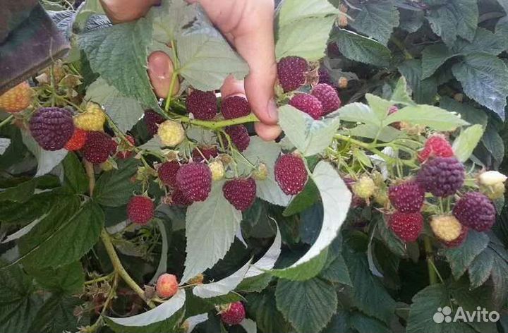 Малина таганка