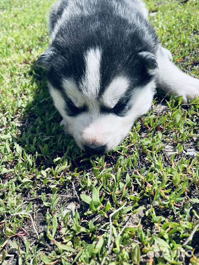 Щенки Сибирской Хаски