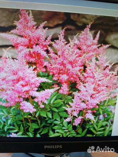 Астильбы белые розовые