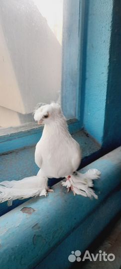 Голубь двухчубые