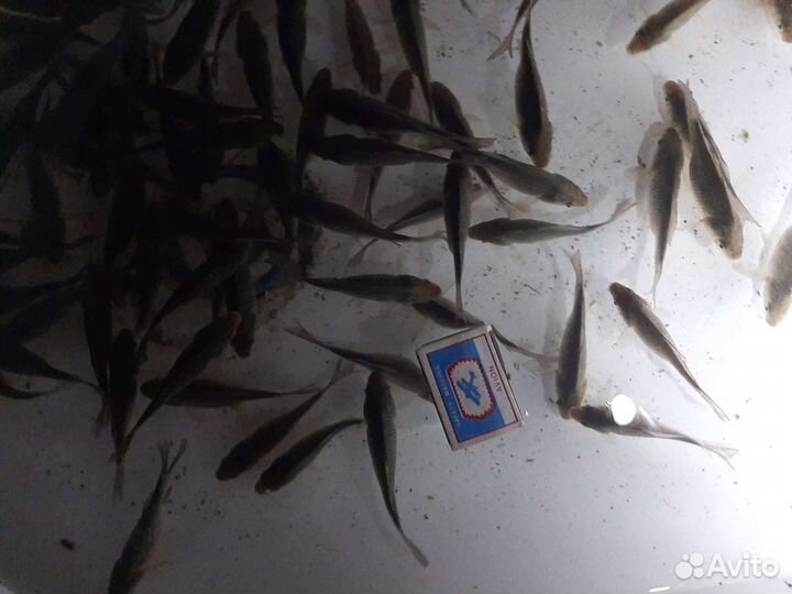 Живец карась
