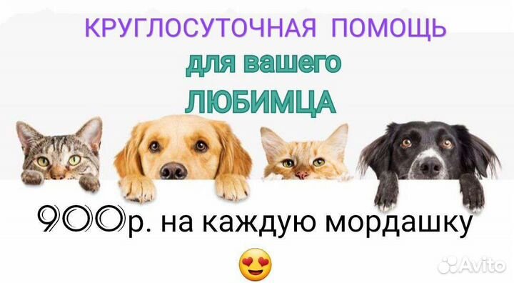 Домашние питомцы (кошки, собачки)