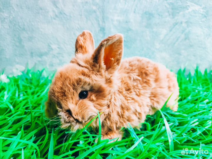 Карликовый кролик - лучший подарок
