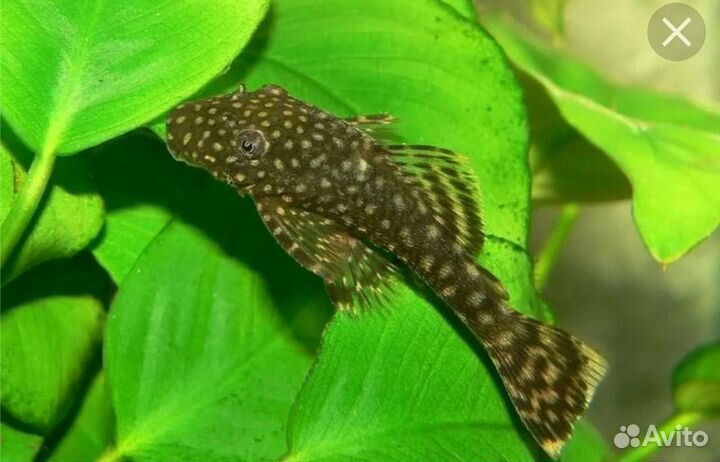 Сомики анциструсы