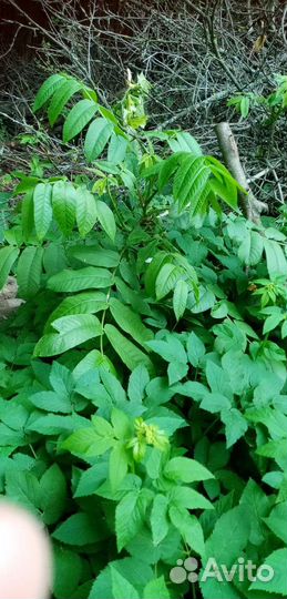 Сосна, Манчжурский орех, многолетники