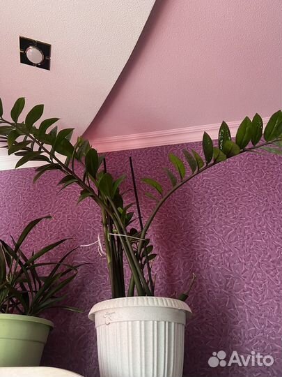 Замиокулькас