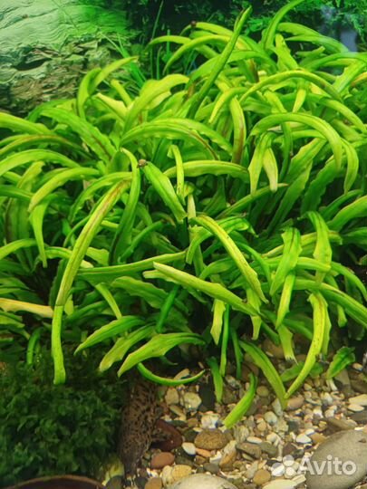 Криптокорина