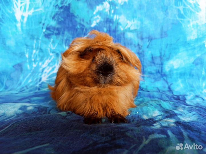 Морские свинки перуанские малыши Калифорния