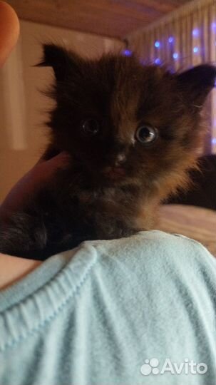 Продам котят