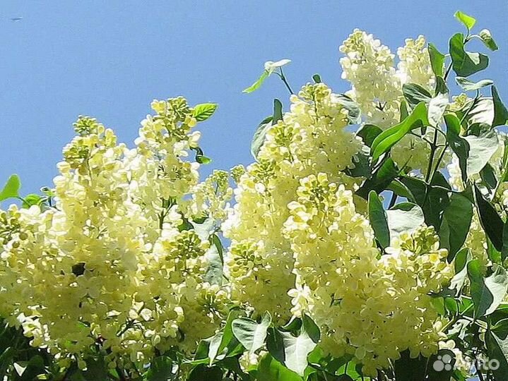 Сирень Примроуз (Primrose)