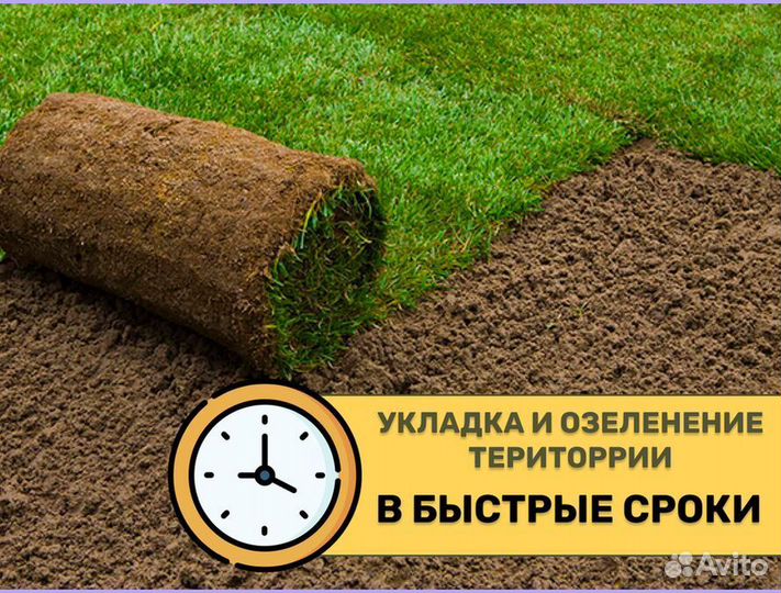 Рулонный газон под ключ Стандартный