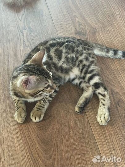 Бенгальская леопардовый кот