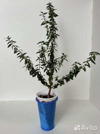 Комнатные цветы мирт