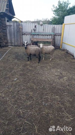 Продам ярок