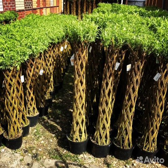 Плетеные деревья из ивы Русская Пальма