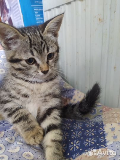 Котёнок SOS