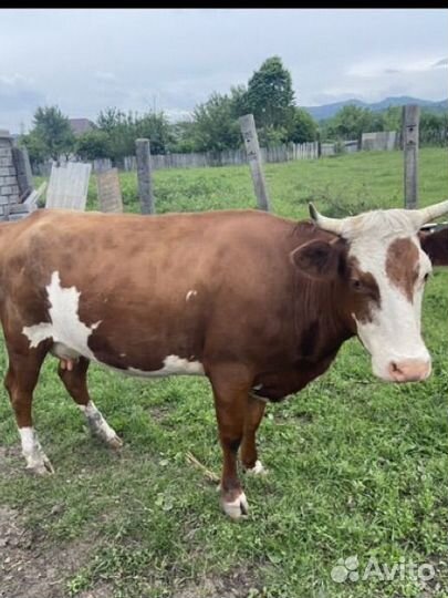 Корова стельная