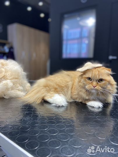 Груминг кошек