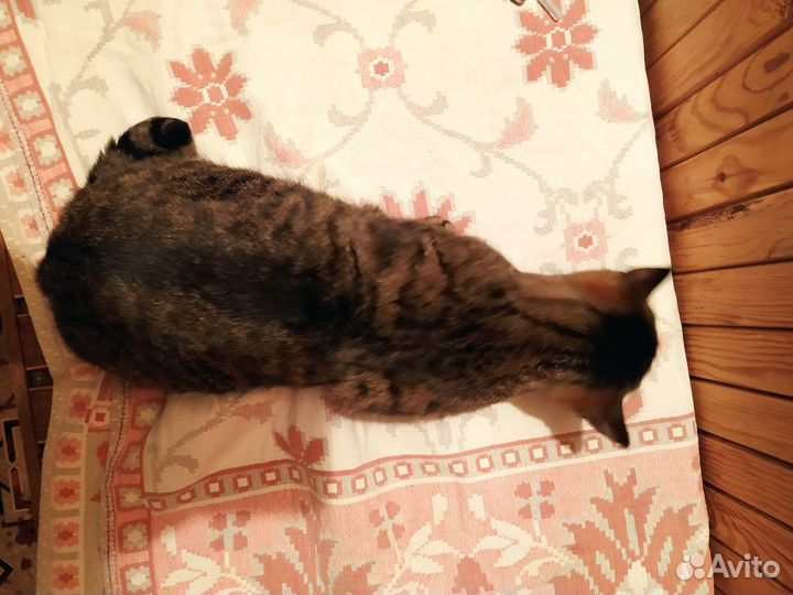 Трехцветная кошечка Люся