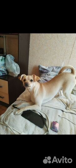 Вязка чихуахуа