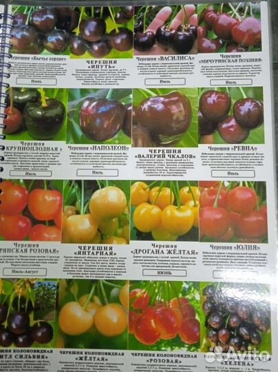 Саженцы черешни