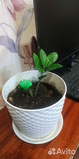 Замиокулькас Долларовое дерево