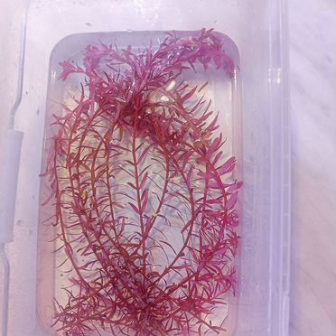 Аквариумное растение Ротала