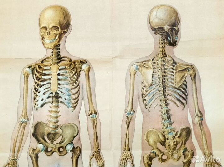 Плакат старинный 1965г Скелет СССР анатомия школа