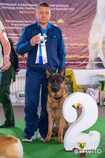 Очень красивые щенки немецкой овчарки с док-ми РКФ