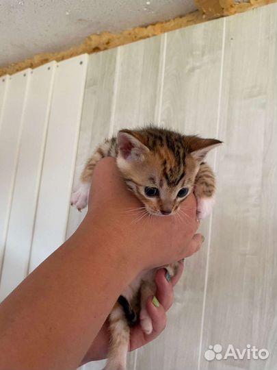 Бенгальские котята