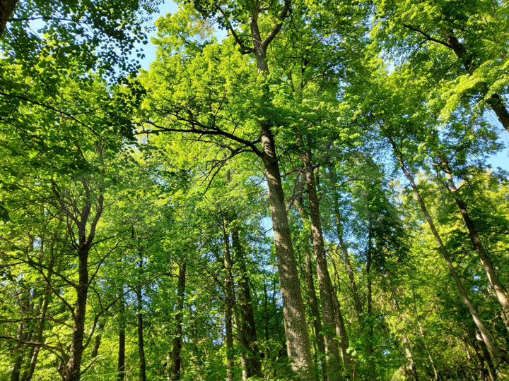 Участок 6,3 сот. (ИЖС)