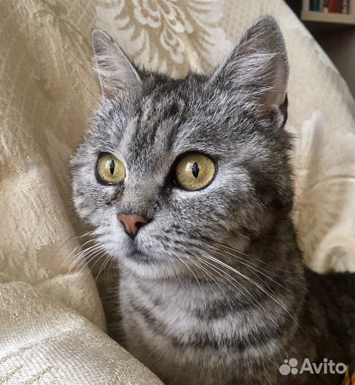 Кошечка с котятами спасена с улицы