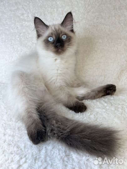 Невская маскарадная (котята)