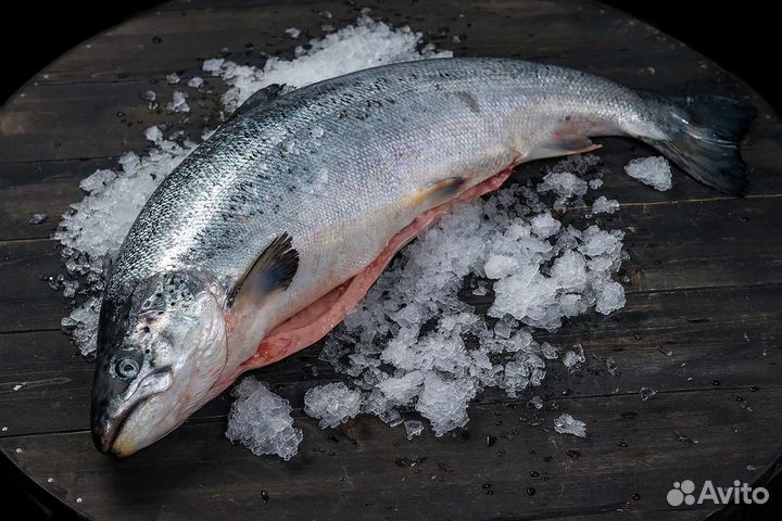 Охлаждённый Лосось (Семга)