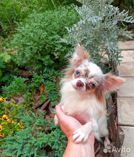 Мини чишка с редким окрасом и голубыми глазами