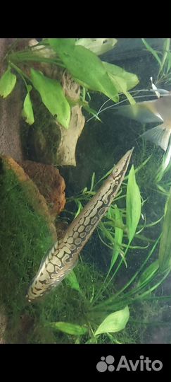 Рыба макрогнатус