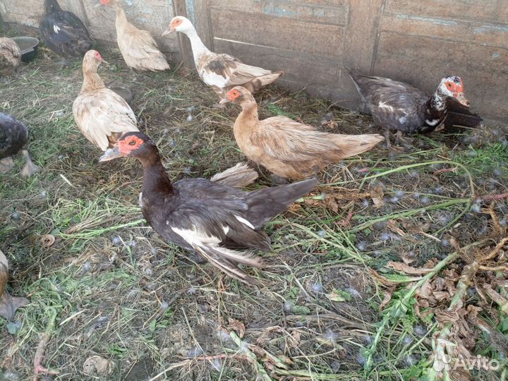 Индоутки и кряклы