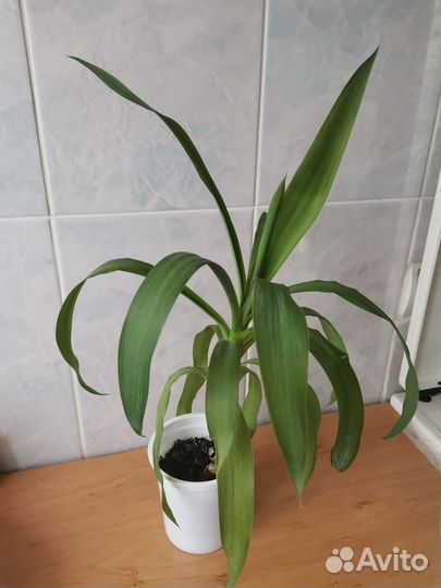 Юкка Комнатные цветы