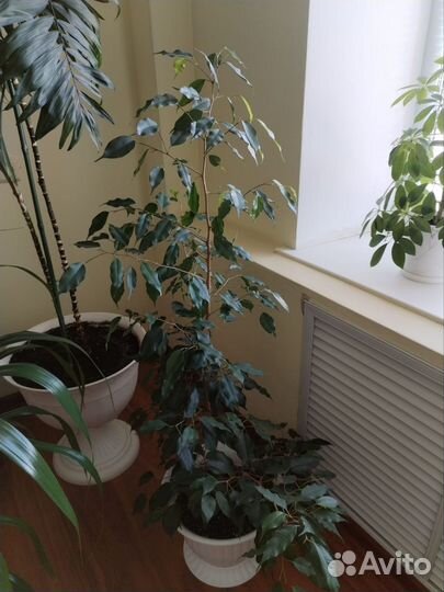 Фикус бенджамина большой