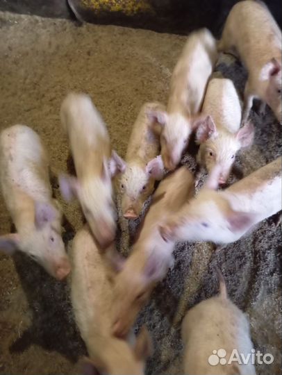 Поросята
