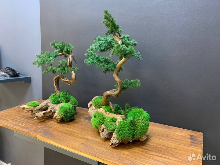 Дерево стабилизированное Бонсай