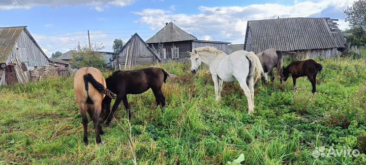 Продам лошадей