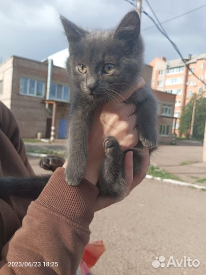 Ищу любящих хозяев