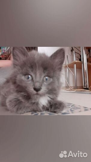 Кошка в дар