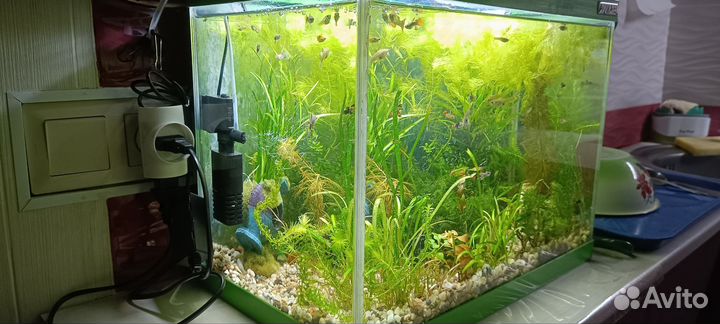 Рыбки, Креветки и Улитки