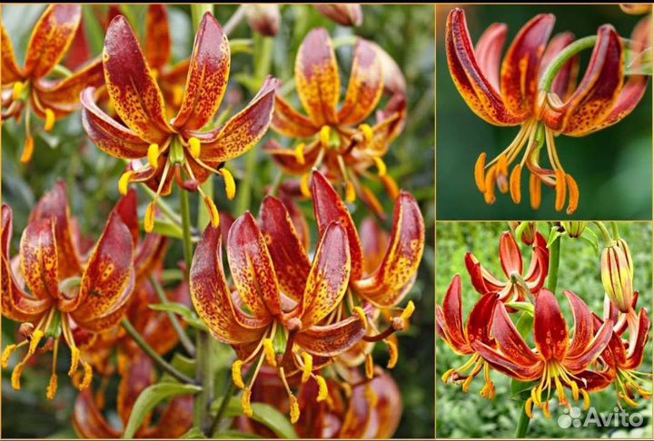 Лилейники и луковицы лилий