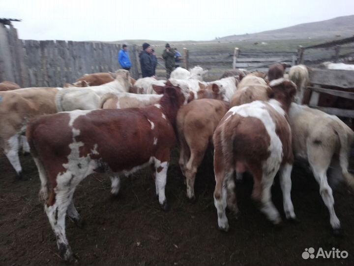 Бычки Симменталы на откорм