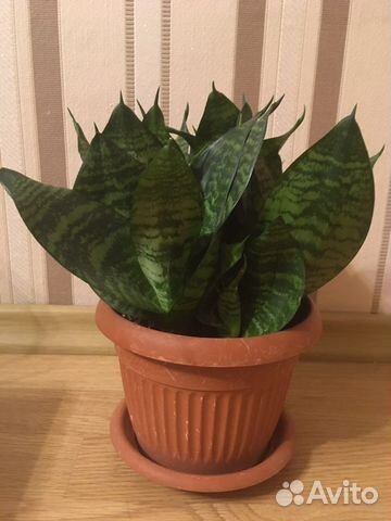 Сансевиерия