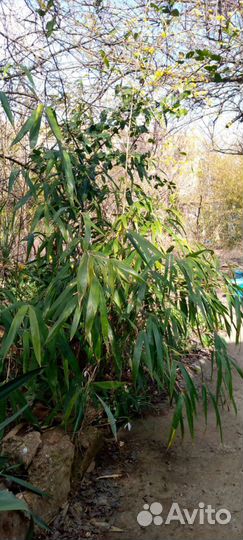 Бамбук морозостойкий, 6 видов и цветов